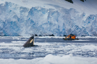 南极海洋哺乳动物：鲸与海豹的世界