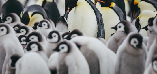 雪丘岛 (Snow Hill Island)