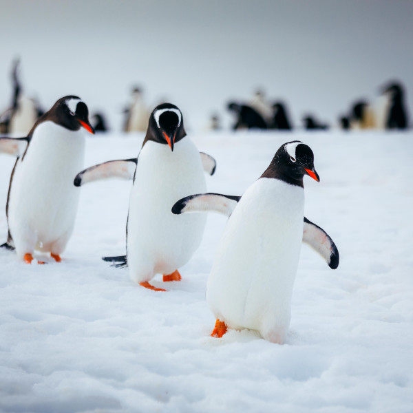 Three penguins waddling together across a snowy landscape, leaving tracks in the fresh powder