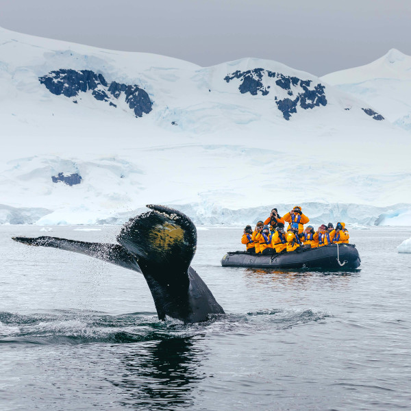 Expedition guets on a zodiac boat view a whale's tail in the water