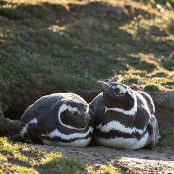 福克兰群岛（Falkland Islands）