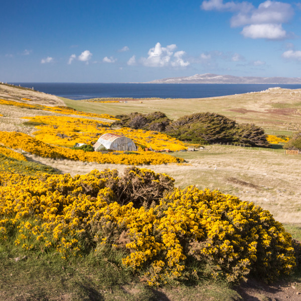 福克兰群岛（Falkland Islands）