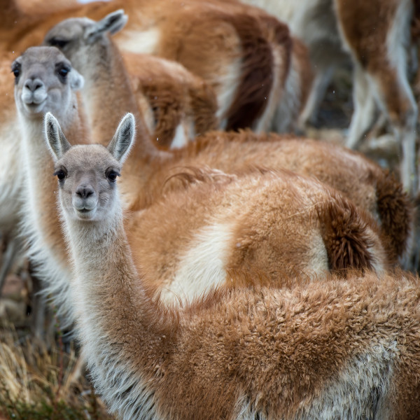 巴塔哥尼亚 (Patagonia)