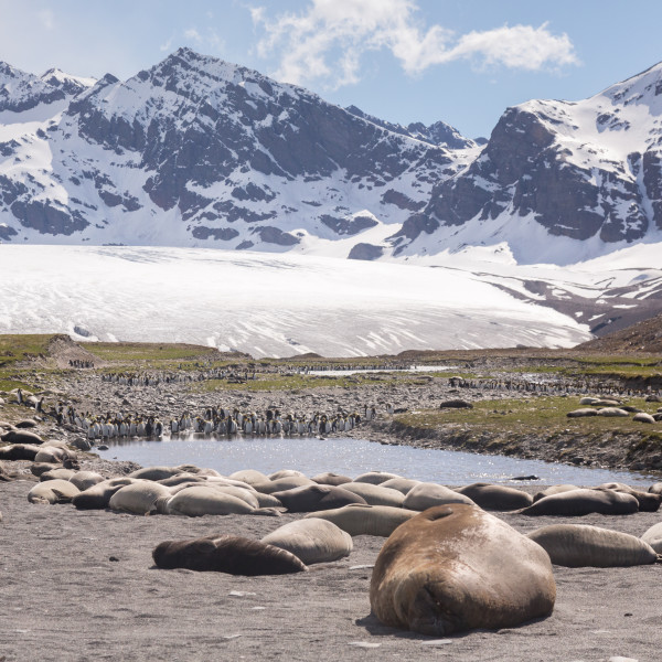 南乔治亚岛 (South Georgia)