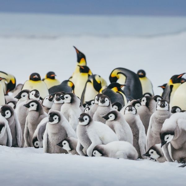Emperor Penguins at Snow Hill