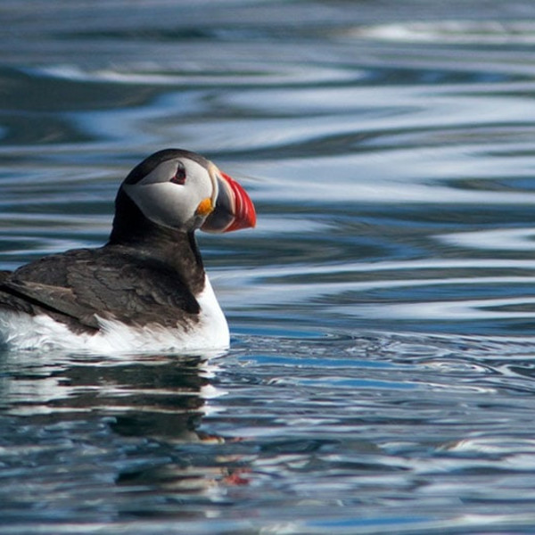 Puffin