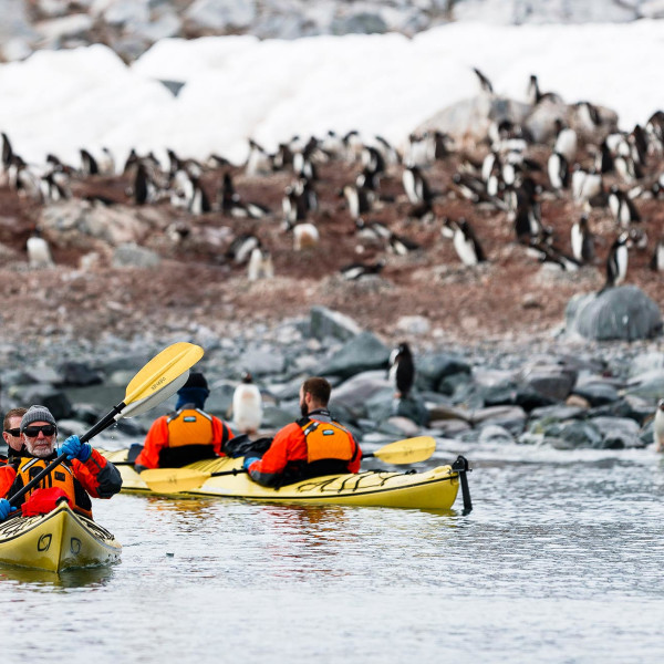 Passengers kayaking near penguins