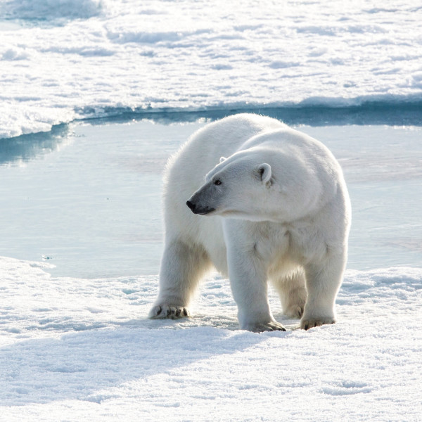北极 (Arctic)