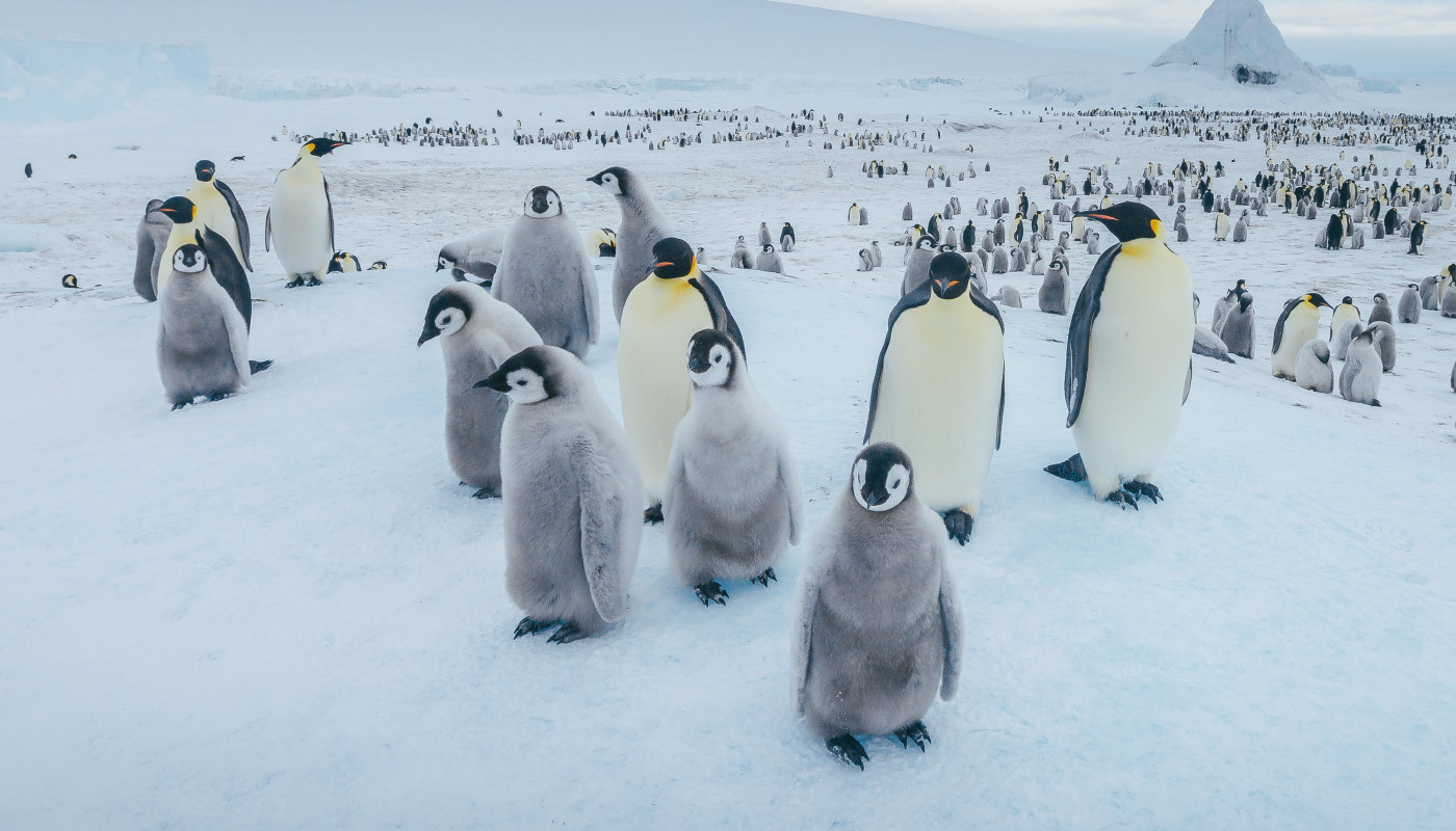 雪丘岛 (Snow Hill Island)