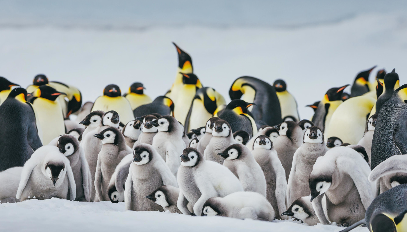 Emperor Penguin Quest: Expedition to Snow Hill
