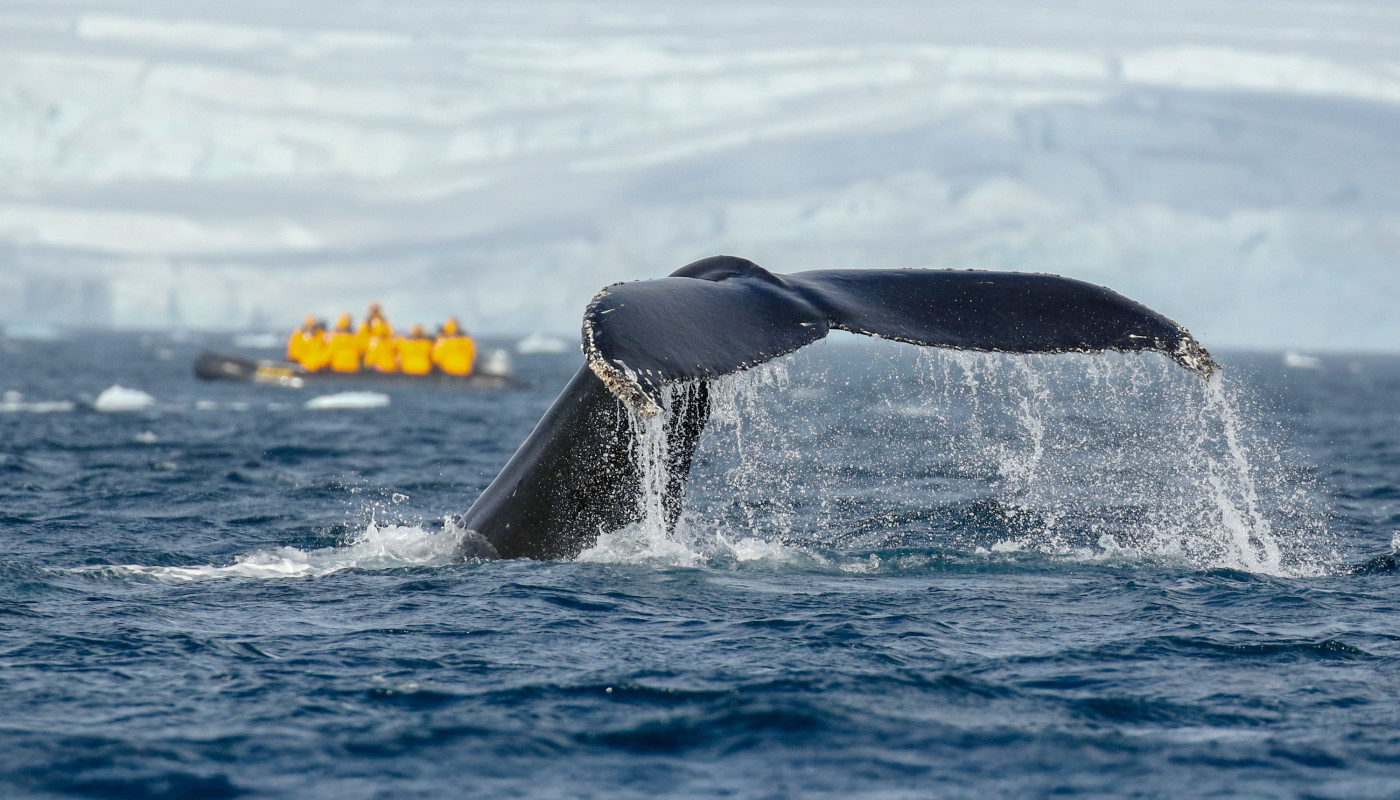科学与探索 (Science and Discovery)
